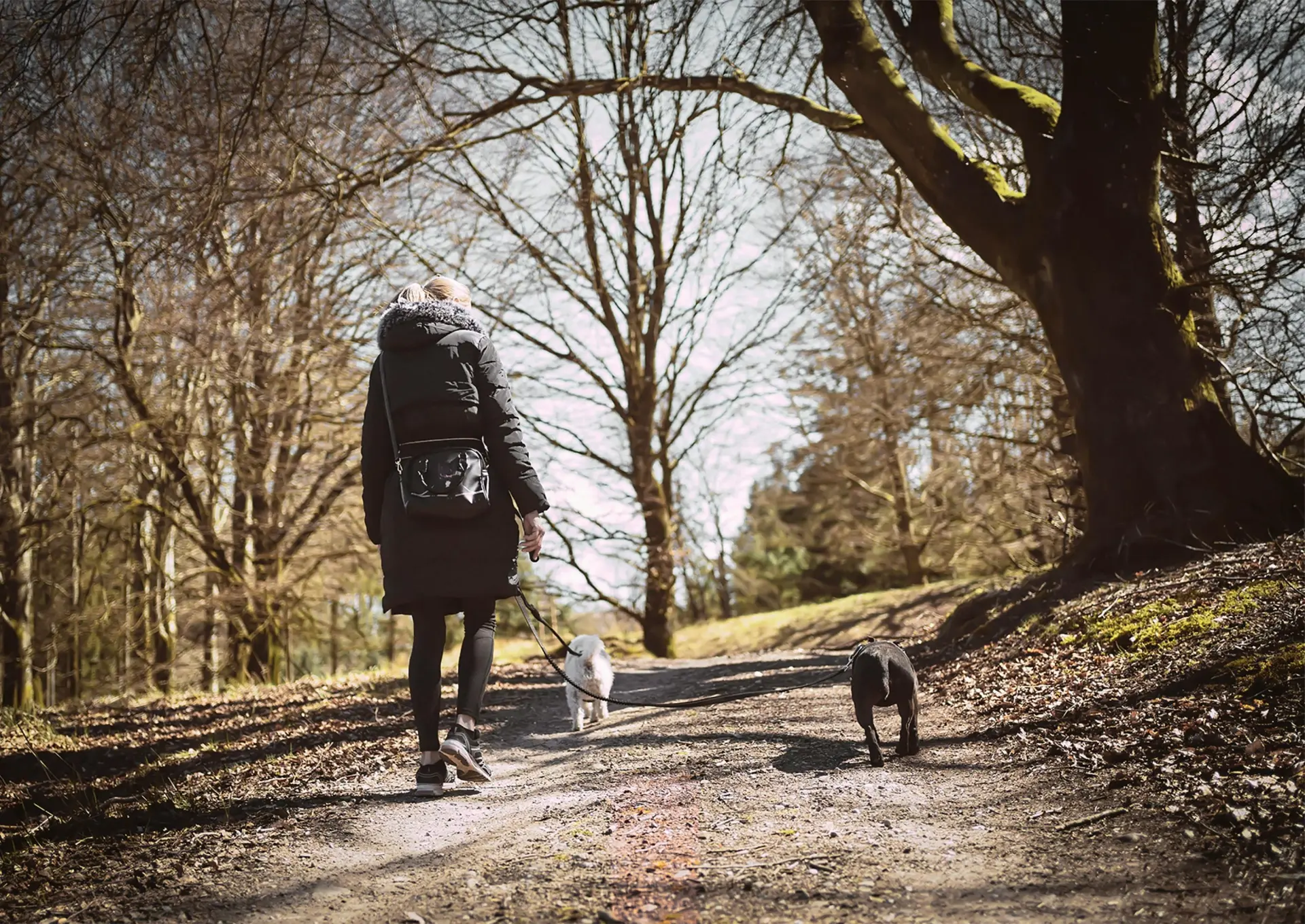 large dog harness for walking